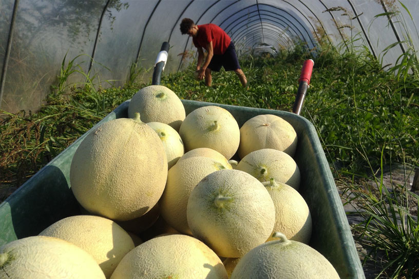 Ca' vecchia Bio Meloni